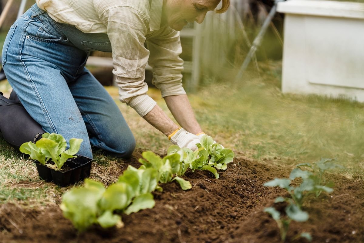 How to Harden Off Seedlings for Garden Success