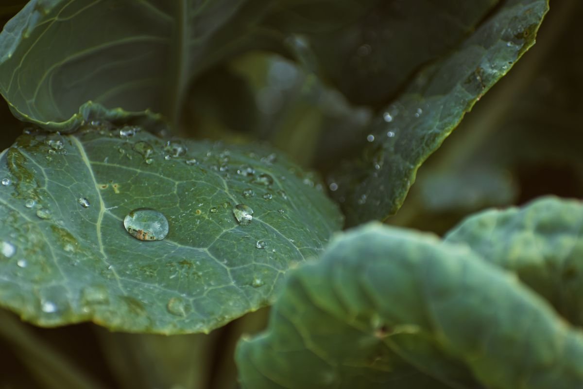 Rainwater Harvesting Guide for Beginners and Gardeners