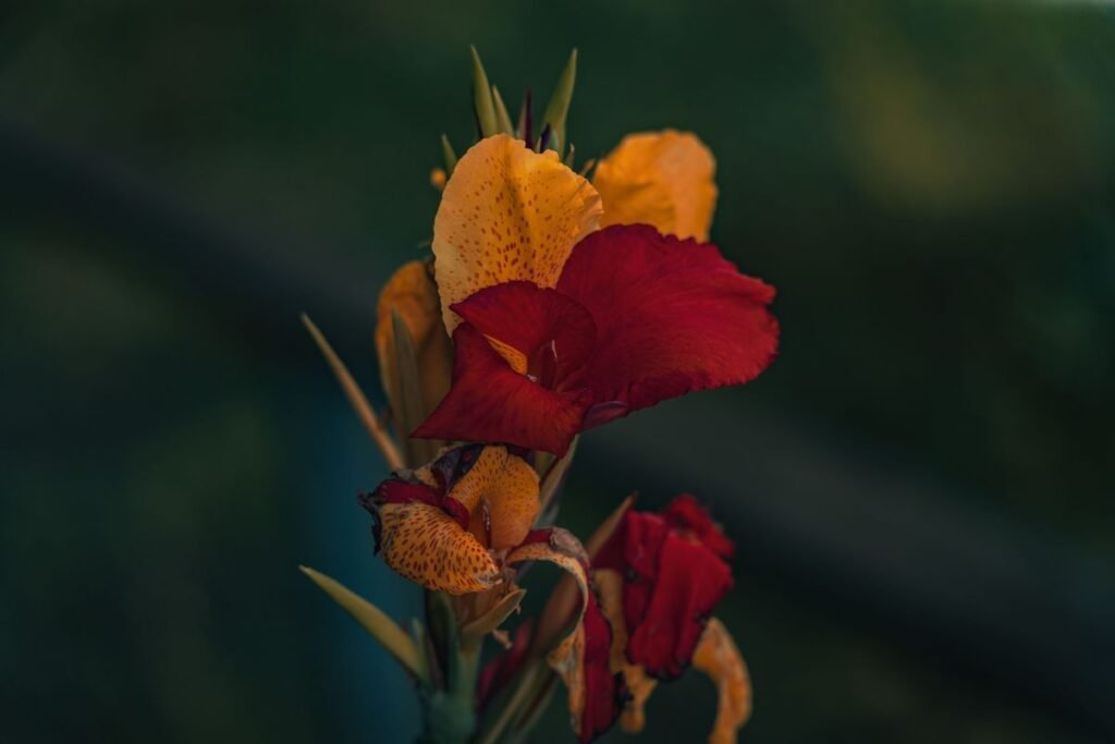 Why Are My Canna Lilies Drooping and How to Fix Them Why Are My Canna Lilies Drooping and How to Fix Them