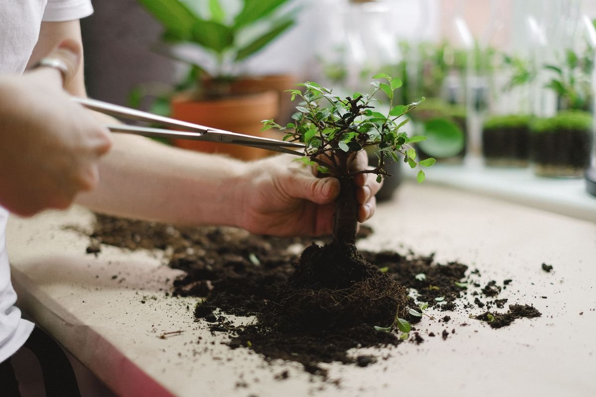 How to Deadhead African Violets to Keep Them Blooming
