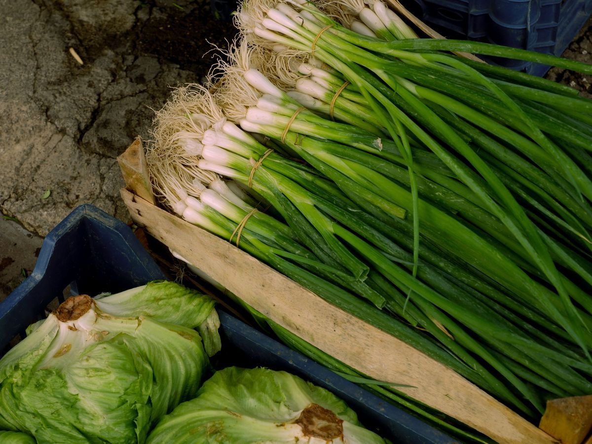 A Beginner Guide to Growing Your Own Healthy Food