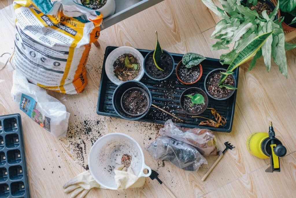 why-your-dieffenbachia-has-no-leaves-and-how-to-sa-3