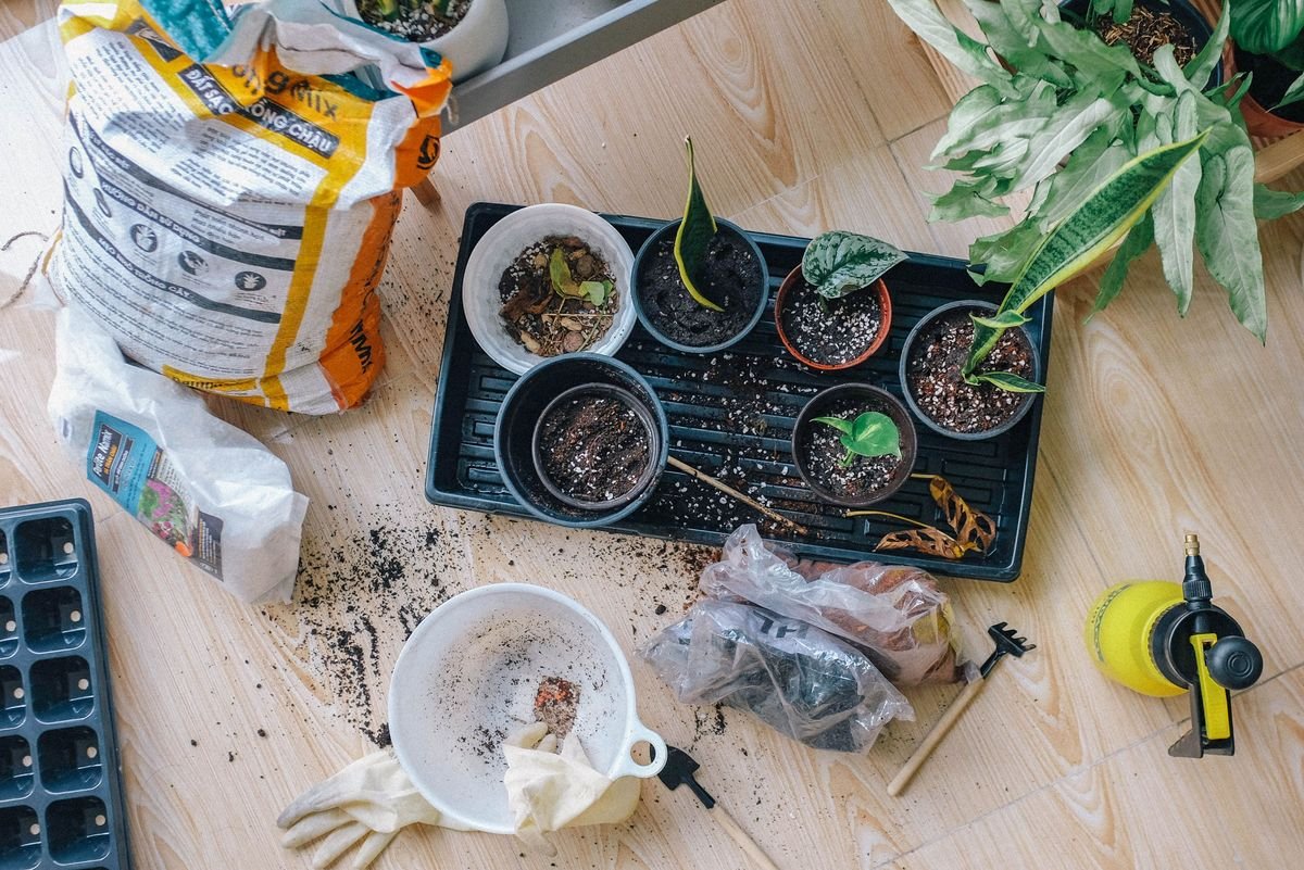 Why Your Dieffenbachia Has No Leaves and How to Save It