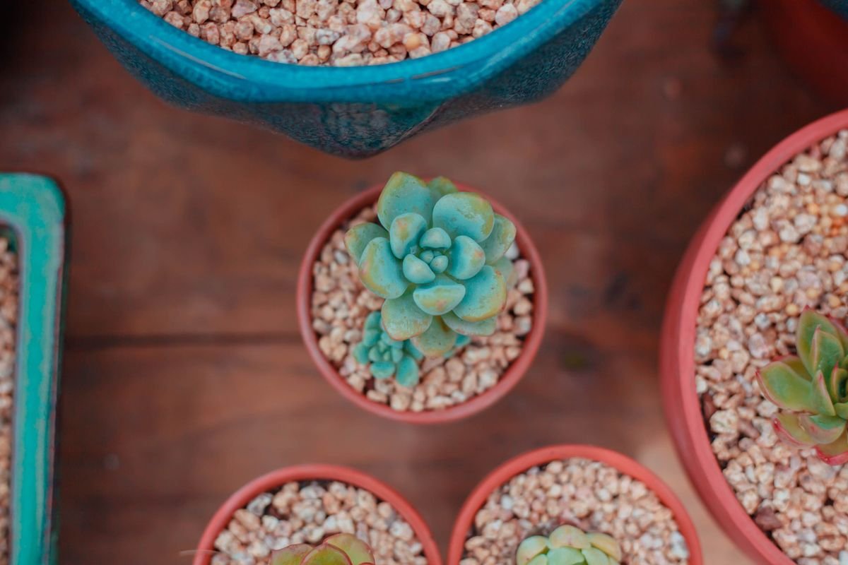 The Best Soil for Snake Plants and How to Make Your Own Mix