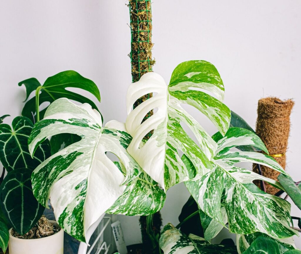 Why Are Monstera Plants So Expensive why-are-monstera-plants-so-expensive-1