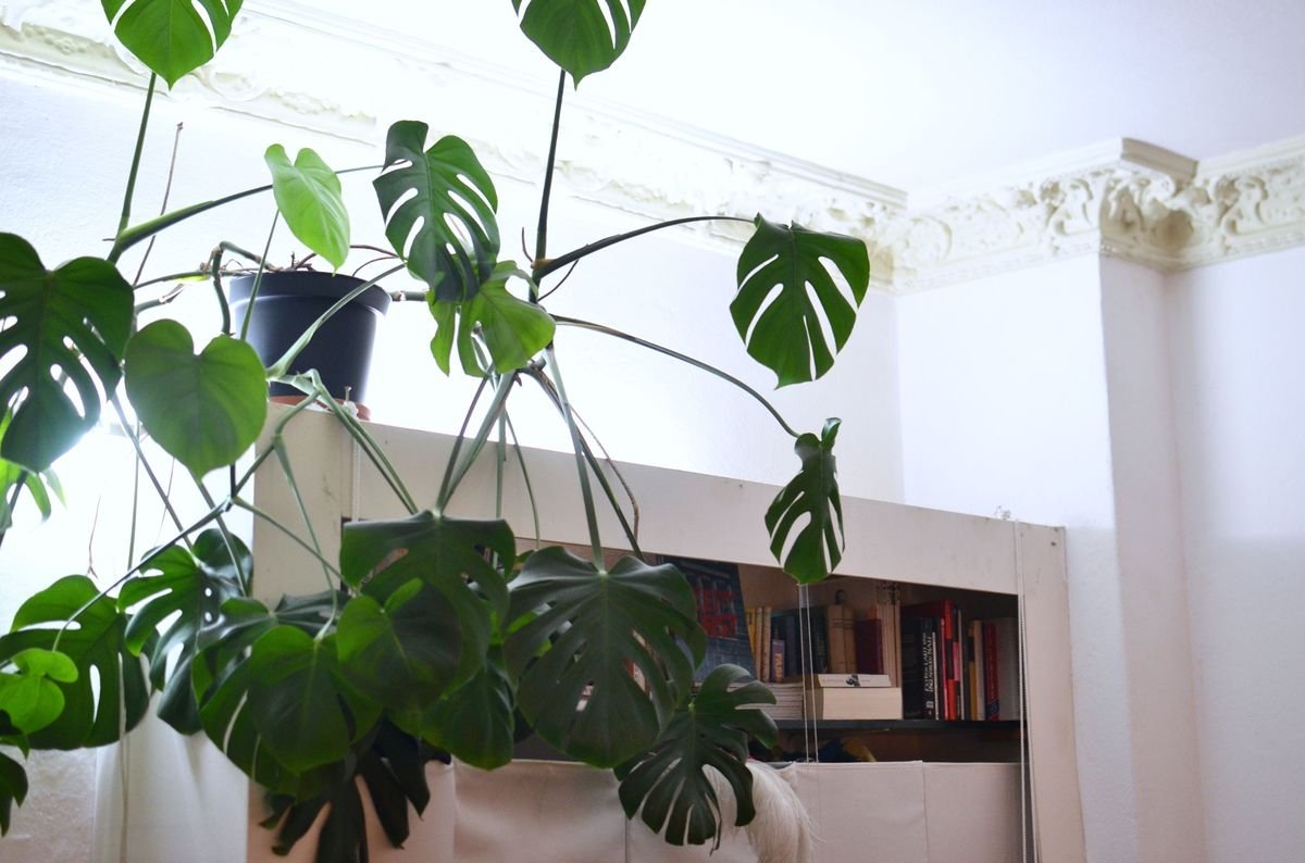 How to Fix and Prevent Black Spots on Monstera Leaves