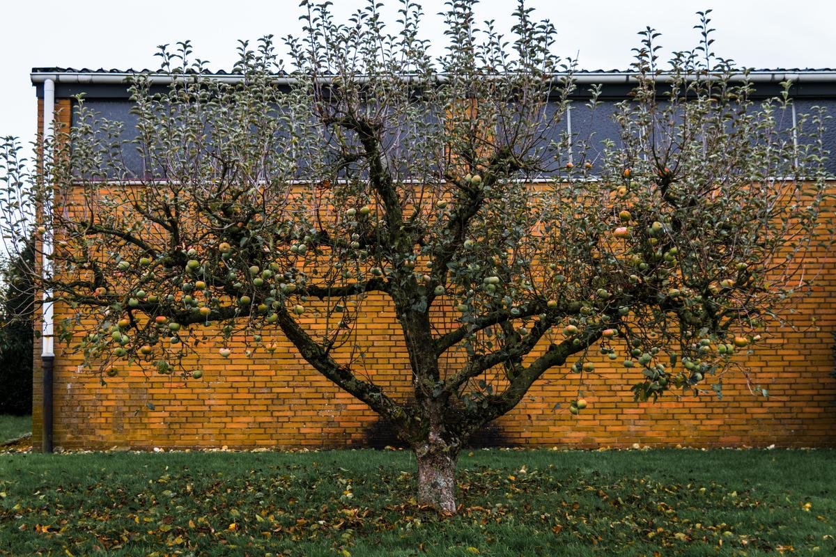 Why Your Apple Tree Is Not Growing and How to Fix It