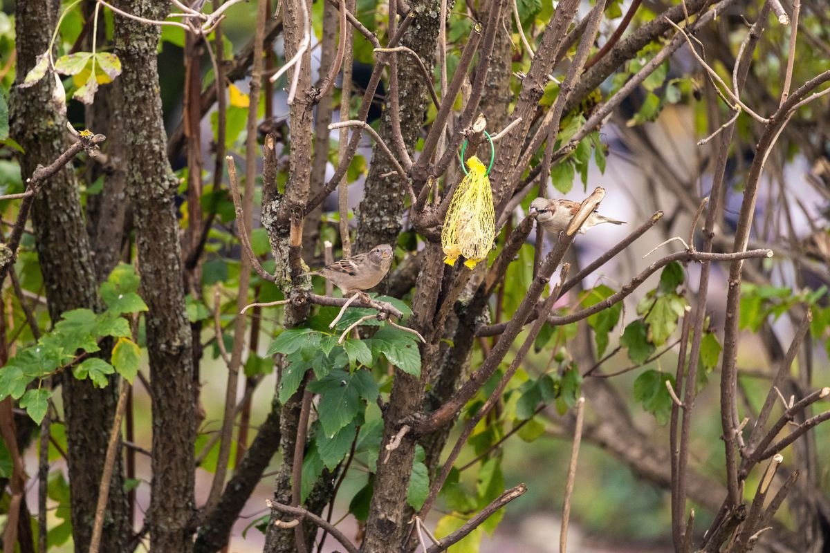 Do Woodpeckers Kill Trees and How to Protect Your Yard