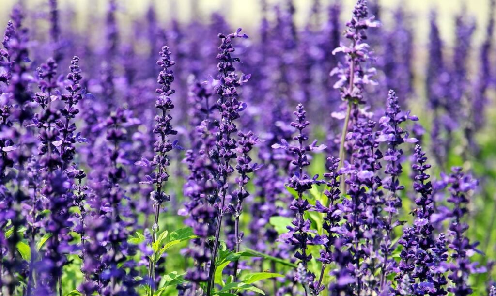 Natural Garden Plants That Deter Bed Bugs Natural Garden Plants That Deter Bed Bugs