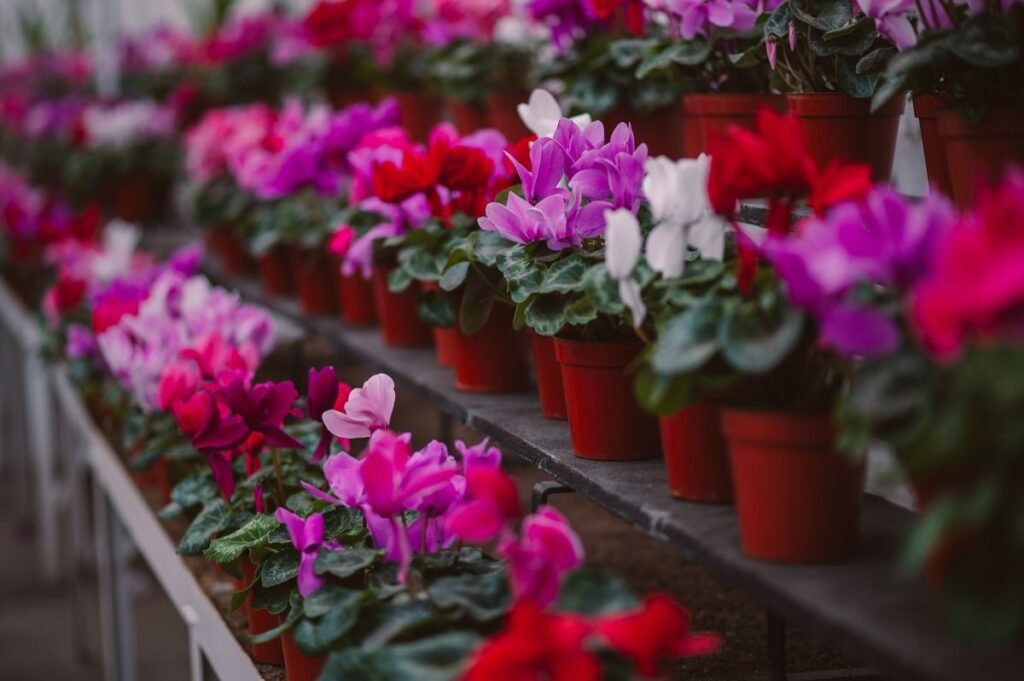 How Long Do Cyclamen Last and How to Keep Them Alive for Years