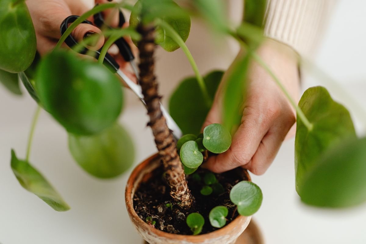 Will Philodendron Leaves Grow Back After Falling Off