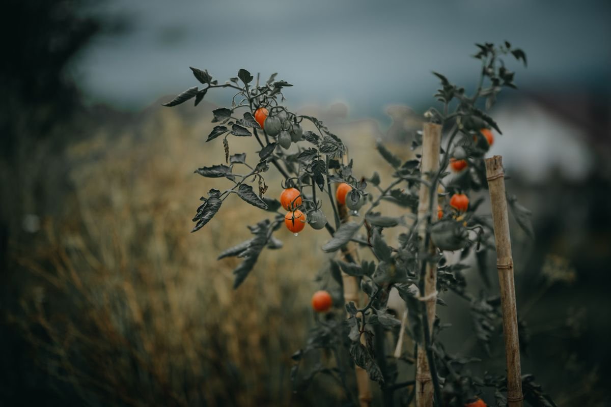 How to Protect Tomato Plants from Rabbits