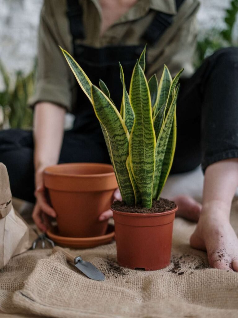 ZZ Plant vs Snake Plant