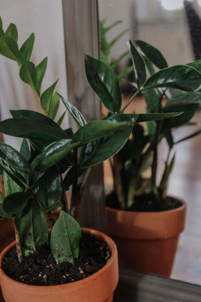 ZZ Plant vs Snake Plant